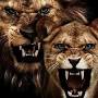 Gününüz necə keçdi? #lion #bently #aslan #logosuz #sekiller ...