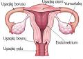 Qadın cinsiyyət sisteminin anatomiyası - Blog - Doktor Ramila
