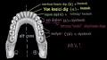 Dişlər. Həzm sisteminin fiziologiyası - YouTube