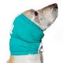 "dog ear bonnet", источник: www.vetmedsolutions.ca