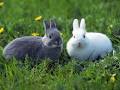 Зайцы – дикие лесные животные. Описание вида: питание и поведение