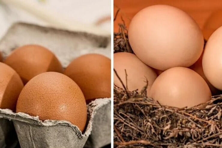 Yumurta 66 gun teze qalacaq: Ekspertlerin MESLEHETİ