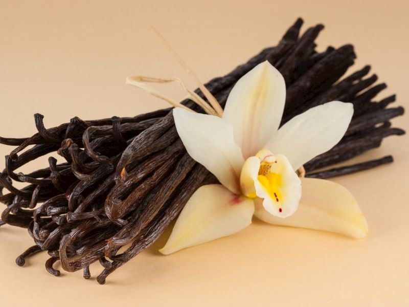 Vanil bitkisinin faydalari: Sinirleri dinceldir, oskureyi xirp kesir