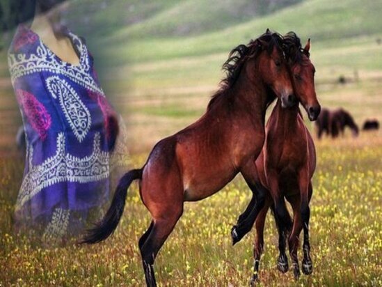 Azerbaycan kelagayisi ve Qarabag atlari İstanbulda - VİDEO