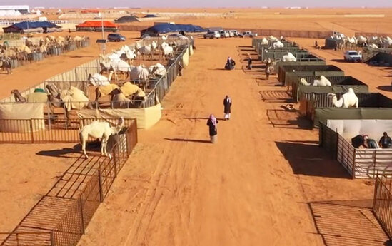 Dunyanin ilk deve hoteli acildi - Video
