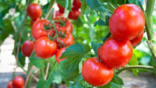 Azerbaycanda pomidorun baha olmasinin ShOK SEBEBİ ACİQLANDİ - VİDEO